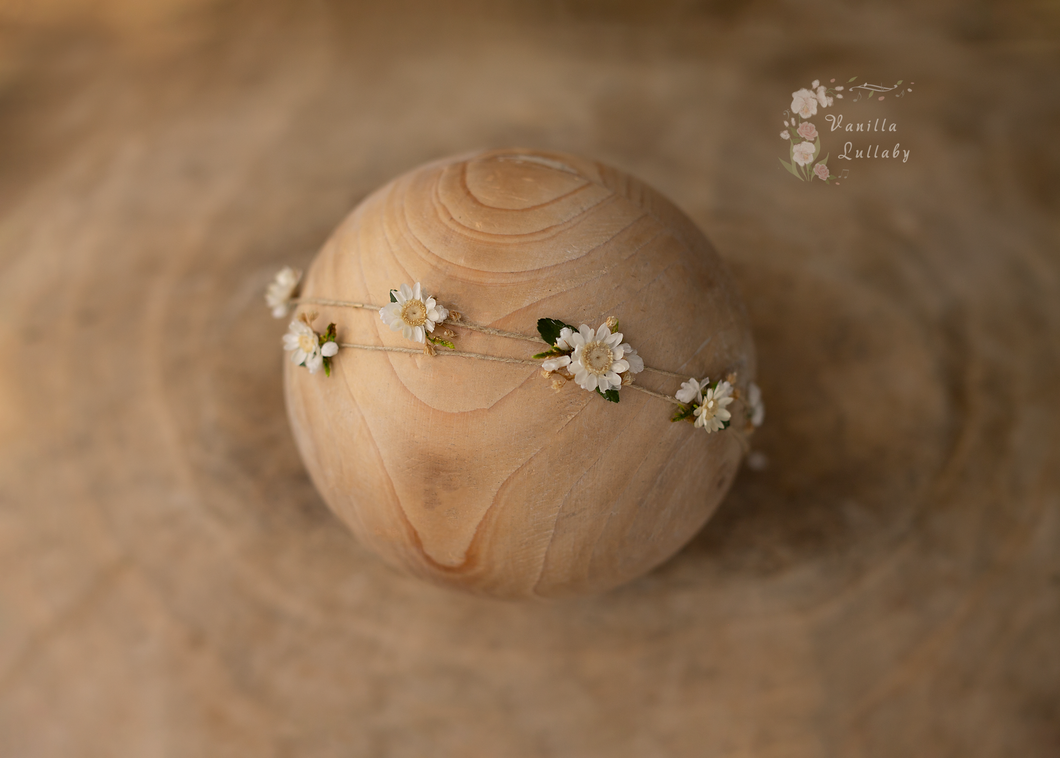 Dainty Little Daisy